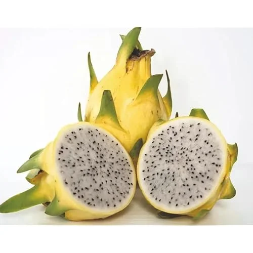 Dragon Fruit Plant Cuttings - 6 Mixed Color Unrooted Cuttings 6-12 Inch
