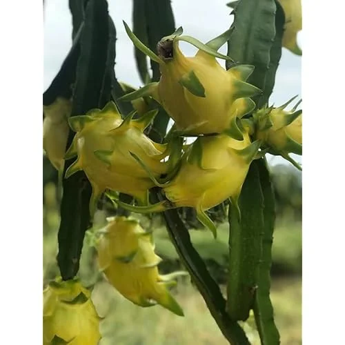 Dragon Fruit Plant Cuttings - 6 Mixed Color Unrooted Cuttings 6-12 Inch