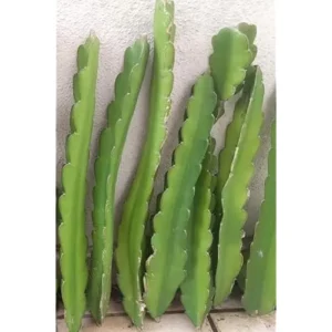 Dragon Fruit Plant Cuttings - 6 Mixed Color Unrooted Cuttings 6-12 Inch