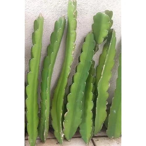 Dragon Fruit Plant Cuttings - 6 Mixed Color Unrooted Cuttings 6-12 Inch