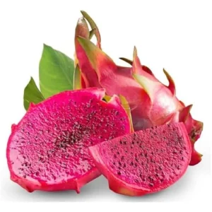 Dragon Fruit Plant Cuttings - 6 Mixed Color Unrooted Cuttings 6-12 Inch