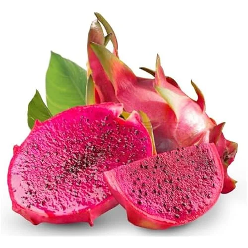 Dragon Fruit Plant Cuttings - 6 Mixed Color Unrooted Cuttings 6-12 Inch