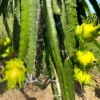 Dragon Fruit Plant Pitaya Cactus - Yellow Variety - Selenicereus Megalanthus Plant 6-10 Inch, 4 Inch Pot