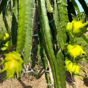 Dragon Fruit Plant Pitaya Cactus - Yellow Variety - Selenicereus Megalanthus Plant 6-10 Inch, 4 Inch Pot