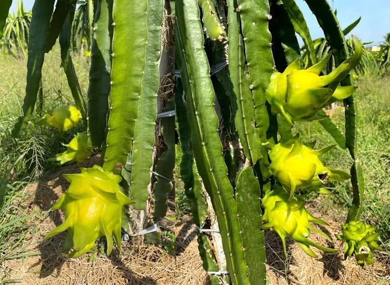 Dragon Fruit Plant Pitaya Cactus - Yellow Variety - Selenicereus Megalanthus Plant 6-10 Inch, 4 Inch Pot