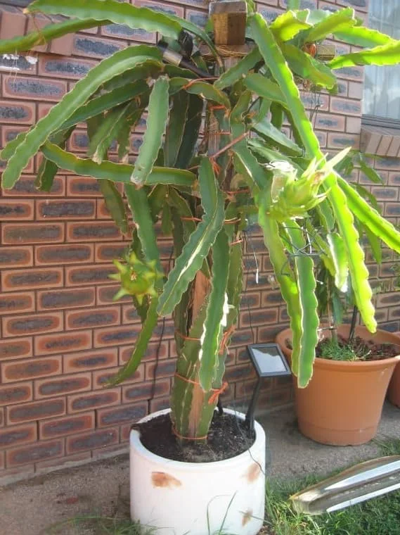 Dragon Fruit Plant Pitaya Cactus - Yellow Variety - Selenicereus Megalanthus Plant 6-10 Inch, 4 Inch Pot