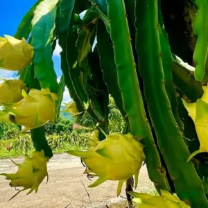 Dragon Fruit Plant Pitaya Cactus - Yellow Variety - Selenicereus Megalanthus Plant 6-10 Inch, 4 Inch Pot