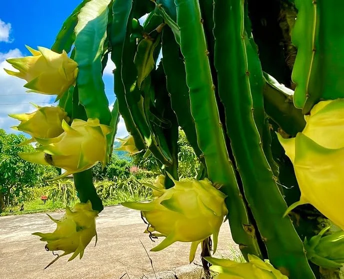 Dragon Fruit Plant Pitaya Cactus - Yellow Variety - Selenicereus Megalanthus Plant 6-10 Inch, 4 Inch Pot