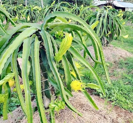 Dragon Fruit Plant Pitaya Cactus - Yellow Variety - Selenicereus Megalanthus Plant 6-10 Inch, 4 Inch Pot