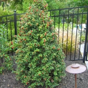 Dragon Lady Holly Quart Pot - Evergreen Shrub with Red Berries
