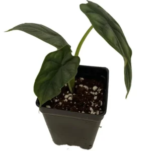 Dragon Scale Alocasia Baginda African Mask Plant – 2.5
