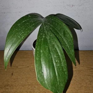Dragon Tail Live Plant - 4" Pot - Rhaphidophora decursiva - Climbing & Flowering