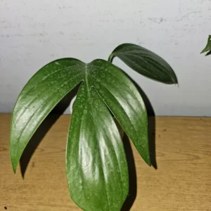 Dragon Tail Live Plant - 4" Pot - Rhaphidophora decursiva - Climbing & Flowering