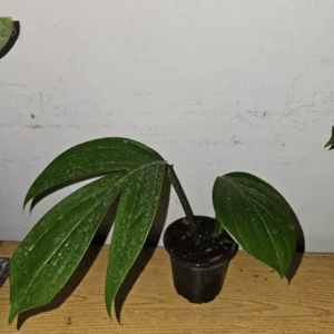 Dragon Tail Live Plant - 4