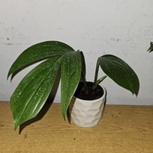 Dragon Tail Live Plant - 4