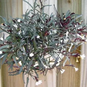 Dragon's Tongue Plant Hemigraphis 2
