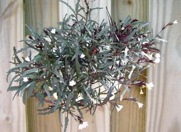 Dragon's Tongue Plant Hemigraphis 2" Pot Easy Care Houseplant