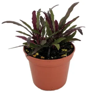 Dragon's Tongue Plant Hemigraphis 2