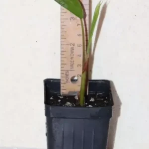 Dwarf Acai Palm Seedling 7