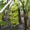 Dwarf Banana Plant - Live Banana Tree - Dwarf Cavendish Banana Plant -1 Foot Tall - Gallon Pot - Tropical Fruit