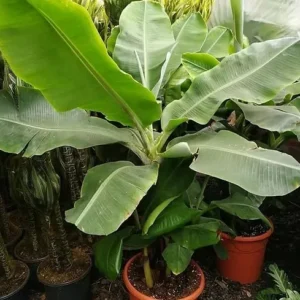 Dwarf Banana Plant - Live Banana Tree - Dwarf Cavendish Banana Plant -1 Foot Tall - Gallon Pot - Tropical Fruit