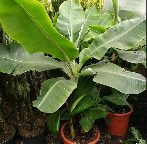 Dwarf Banana Plant - Live Banana Tree - Dwarf Cavendish Banana Plant -1 Foot Tall - Gallon Pot - Tropical Fruit