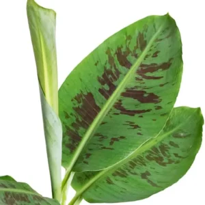 Dwarf Banana Plant - Live Banana Tree - Dwarf Cavendish Banana Plant -1 Foot Tall - Gallon Pot - Tropical Fruit