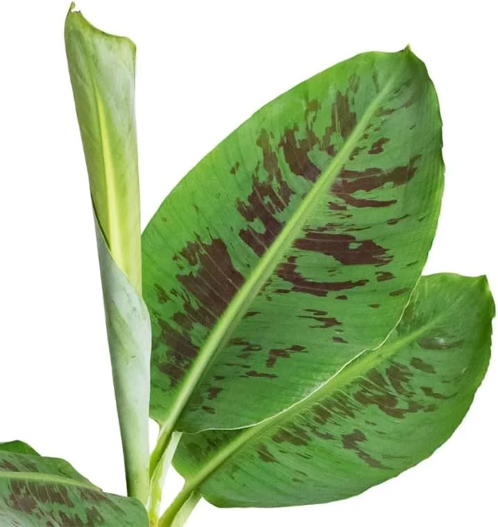 Dwarf Banana Plant - Live Banana Tree - Dwarf Cavendish Banana Plant -1 Foot Tall - Gallon Pot - Tropical Fruit