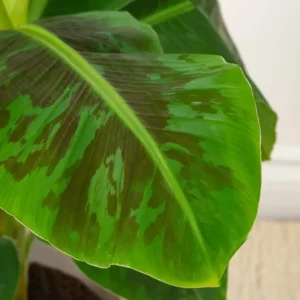 Dwarf Banana Plant - Live Banana Tree - Dwarf Cavendish Banana Plant -1 Foot Tall - Gallon Pot - Tropical Fruit