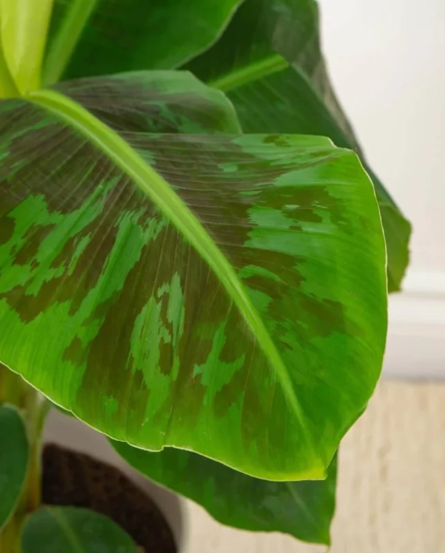 Dwarf Banana Plant - Live Banana Tree - Dwarf Cavendish Banana Plant -1 Foot Tall - Gallon Pot - Tropical Fruit