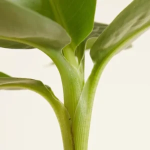 Dwarf Banana Plant - Live Banana Tree - Dwarf Cavendish Banana Plant -1 Foot Tall - Gallon Pot - Tropical Fruit