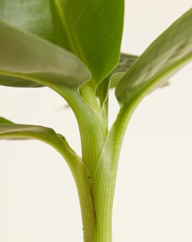 Dwarf Banana Plant - Live Banana Tree - Dwarf Cavendish Banana Plant -1 Foot Tall - Gallon Pot - Tropical Fruit