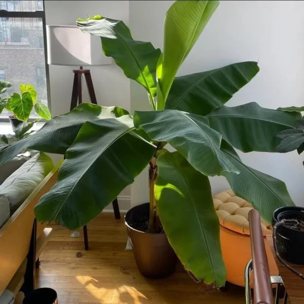 Dwarf Cavendish Banana Tree Starter - Set of 2 Live Banana Plants