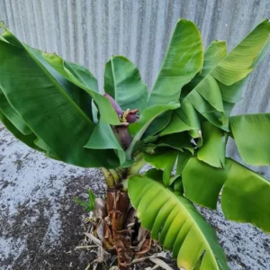 Dwarf Cavendish Banana Tree Starter - Set of 2 Live Banana Plants