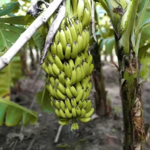 Dwarf Cavendish Banana Tree Starter - Set of 2 Live Banana Plants