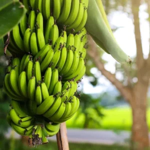 Dwarf Cavendish Banana Tree Starter - Set of 2 Live Banana Plants