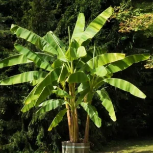 Dwarf Cavendish Banana Tree Starter - Set of 2 Live Banana Plants