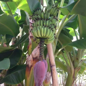 Dwarf Cavendish Banana Tree Starter - Set of 2 Live Banana Plants