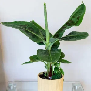 Dwarf Cavendish Banana Tree Starter - Set of 2 Live Banana Plants