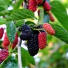 Dwarf Everbearing Mulberry Plant Plug 4-8 in Edible Fruit Tree