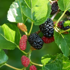 Dwarf Everbearing Mulberry Plant Plug 4-8 in Edible Fruit Tree