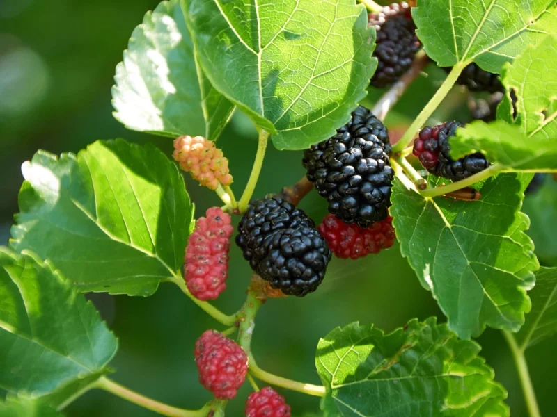 Dwarf Everbearing Mulberry Plant Plug 4-8 in Edible Fruit Tree