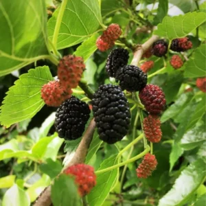Dwarf Everbearing Mulberry Plant Plug 4-8 in Edible Fruit Tree