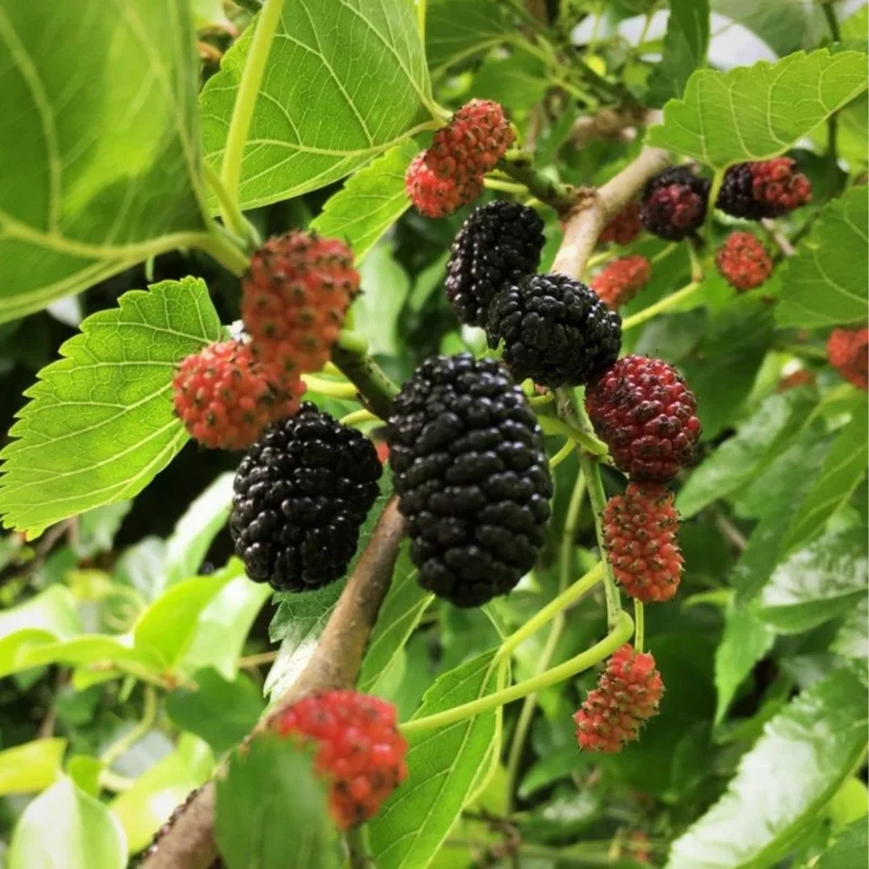 Dwarf Everbearing Mulberry Plant Plug 4-8 in Edible Fruit Tree