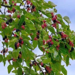 Dwarf Everbearing Mulberry Plant Plug 4-8 in Edible Fruit Tree