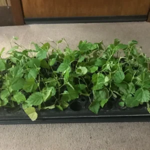 Dwarf Everbearing Mulberry Plant Plug 4-8 in Edible Fruit Tree