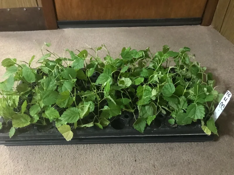 Dwarf Everbearing Mulberry Plant Plug 4-8 in Edible Fruit Tree