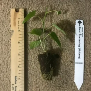 Dwarf Everbearing Mulberry Plant Plug 4-8 in Edible Fruit Tree
