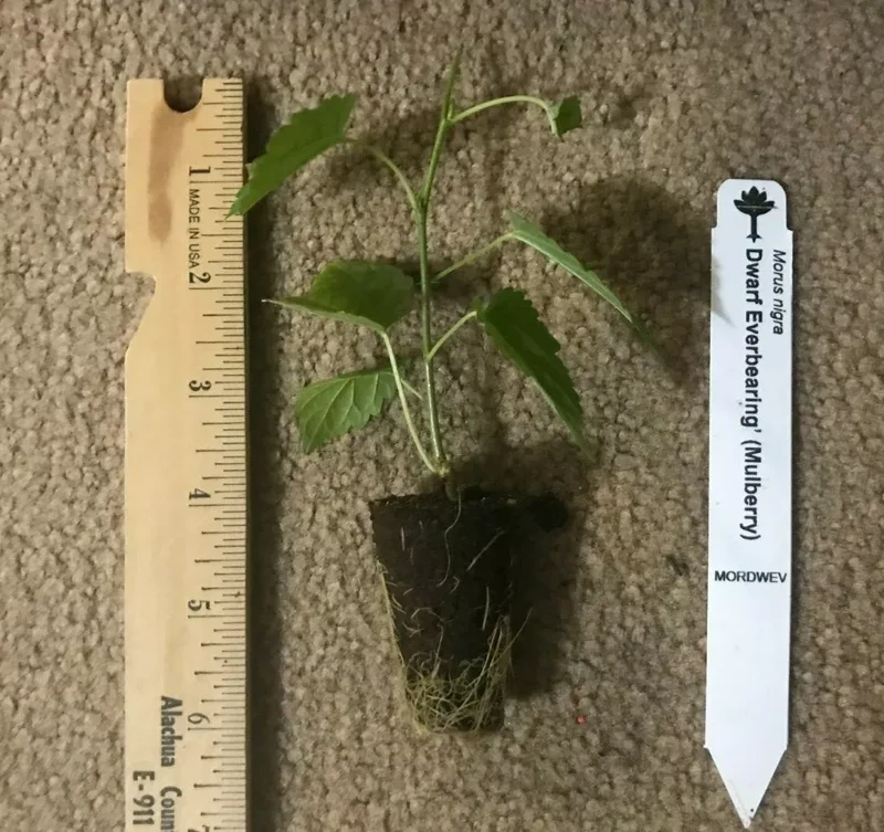 Dwarf Everbearing Mulberry Plant Plug 4-8 in Edible Fruit Tree