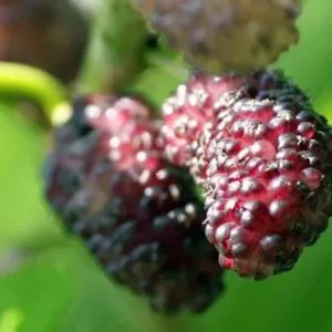 Dwarf Everbearing Mulberry Plant Plug 4-8 in Edible Fruit Tree